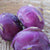 Azur Star Certified Organic