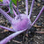 Azur Star Certified Organic