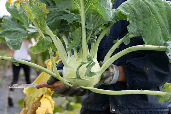 Superschmelz Organic