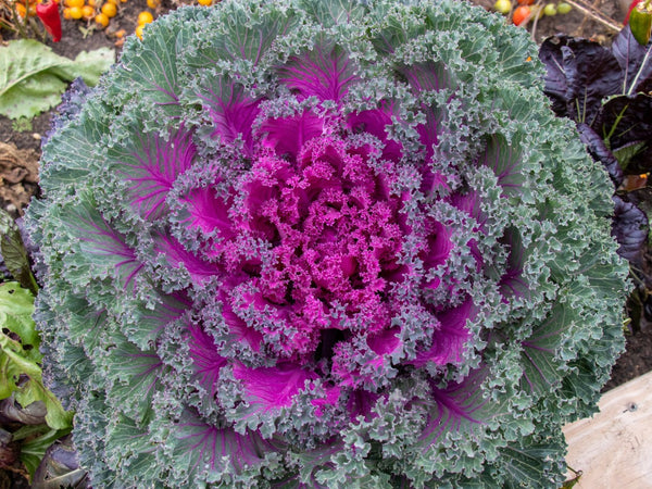 Rainbow Candy Crush F1