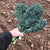 Arun  F1 Organic