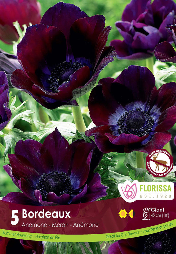 Anemone Meron Bordeaux 5pk