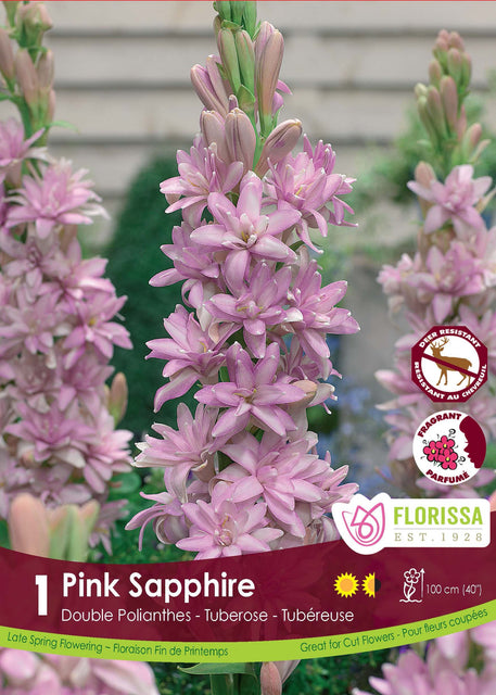 Tuberose Pink Sapphire 1pk