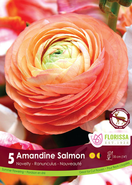 Ranunculus Salmon 5/pk
