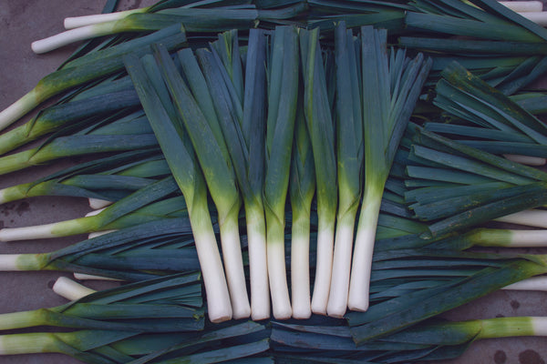 Oslo F1 Certified Organic