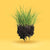 Tall fescue chunk west coast seeds in yellow background