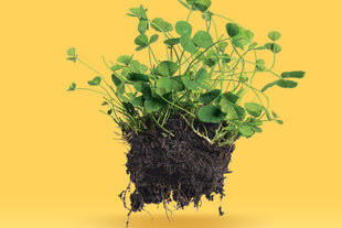 Micro Clover Seed Pelleted