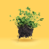 Micro Clover Seeds raw