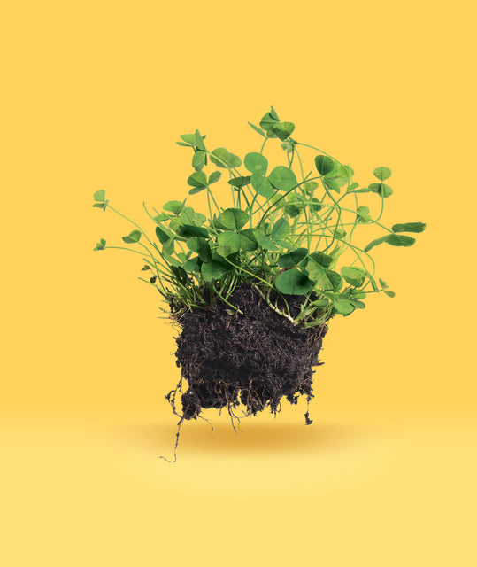 Micro Clover Seeds raw