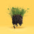 Chafer resistant lawn care west coast seeds