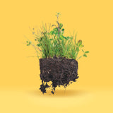 easy care envirolawn west coast seeds