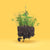 easy care envirolawn west coast seeds
