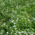 west coast seeds bee turf lawn solutions micro clover 
