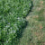 west coast seeds bee turf lawn solutions micro clover 