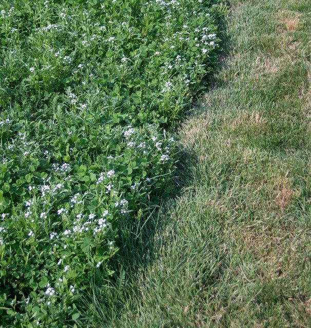 bee garden blend west coast seeds Bee Turf Alternative Lawn Blend – West Coast Seeds