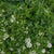 west coast seeds bee turf lawn solutions micro clover 
