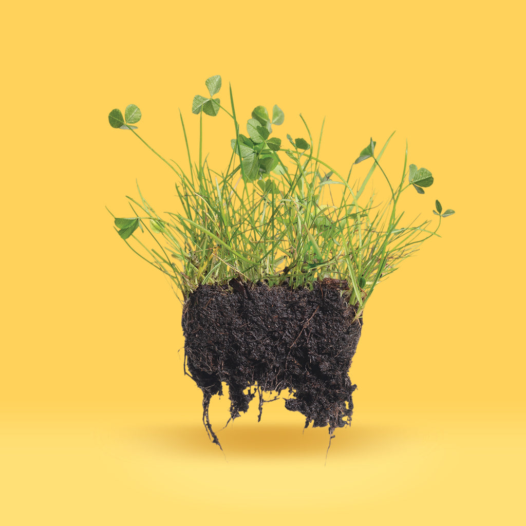 bee garden blend west coast seeds Bee Turf Alternative Lawn Blend – West Coast Seeds