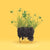 west coast seeds bee turf lawn care micro clover 