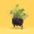 Alternative wildflower lawn blend west coast seeds in yellow background