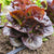 Truchas Pelleted Certified Organic