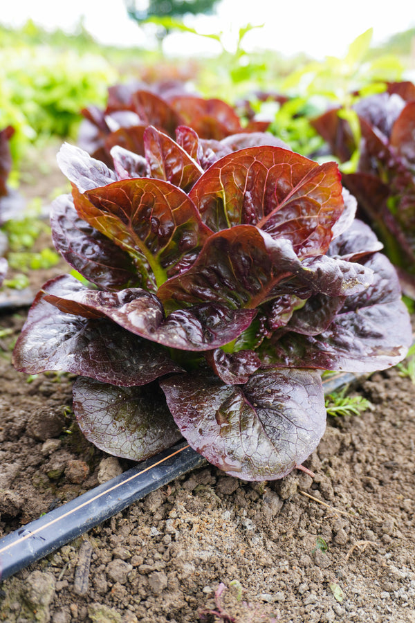 Truchas Pelleted Certified Organic