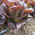 Truchas Pelleted Certified Organic