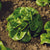 Newham Pelleted Certified Organic