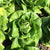 Newham Pelleted Certified Organic