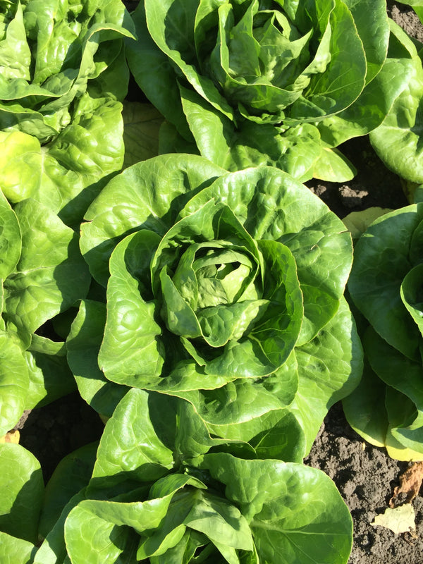 Newham Pelleted Certified Organic