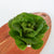 Newham Pelleted Certified Organic