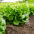 Bauer Certified Organic
