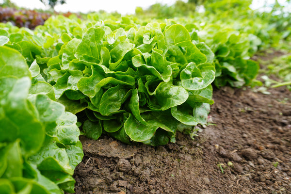 Bauer Certified Organic