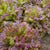 New Red Fire Certified Organic