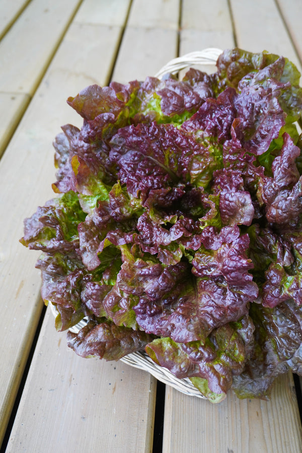 New Red Fire Certified Organic