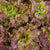 New Red Fire Certified Organic