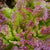 New Red Fire Certified Organic