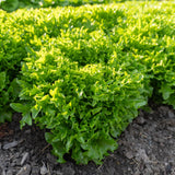 Ezpark Eazyleaf Pelleted Organic