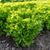 Ezpark Eazyleaf Pelleted Organic