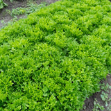 Ezpark Eazyleaf Pelleted Organic