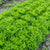 Ezpark Eazyleaf Pelleted Organic