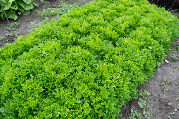 Ezpark Eazyleaf Pelleted Organic
