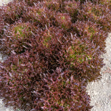 Rhone Eazyleaf Pelleted Organic