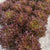 Rhone Eazyleaf Pelleted Organic