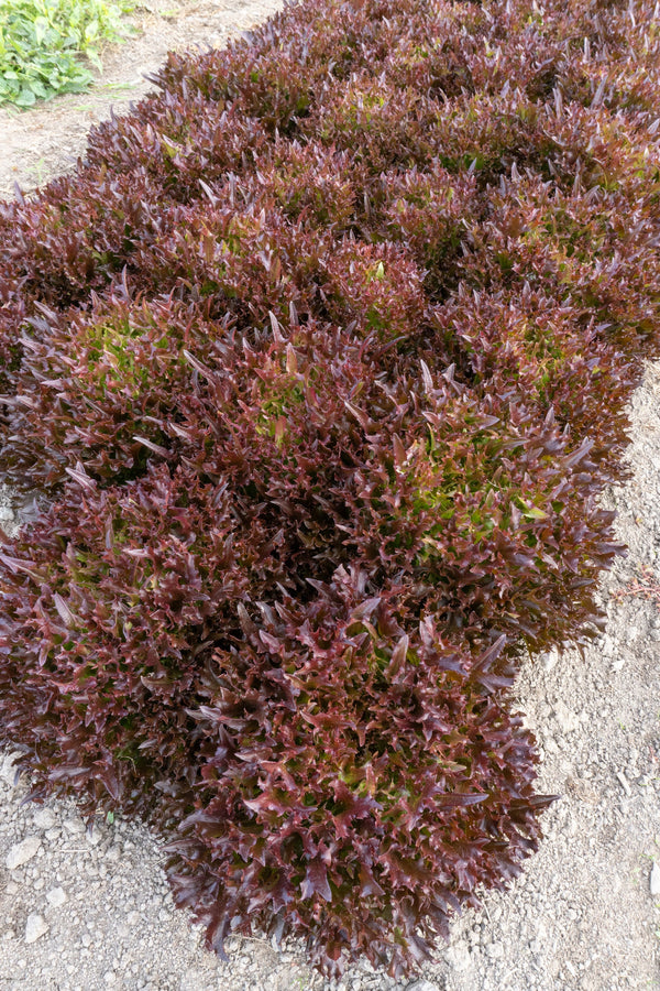 Rhone Eazyleaf Pelleted Organic