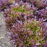 Rhone Eazyleaf Pelleted Organic