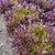 Rhone Eazyleaf Pelleted Organic