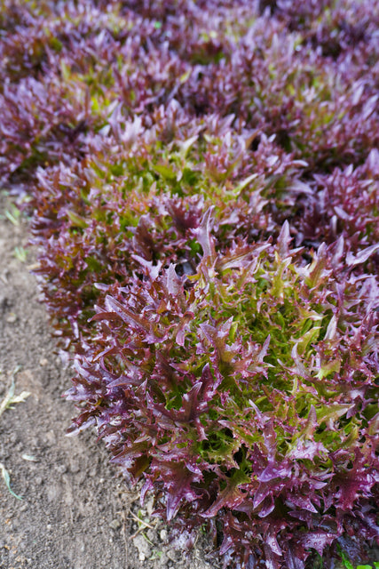 Rhone Eazyleaf Pelleted Organic