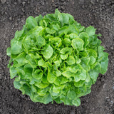 Bauer Pelleted Organic