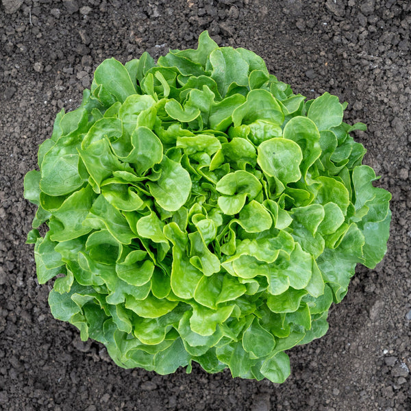 Bauer Pelleted Organic