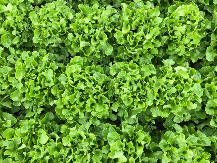 Bauer Pelleted Organic